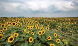 爆料半亩花田视频下载免费,免费下载视频的秘密大公开！